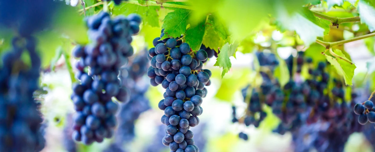 Resveratrol, um poderoso antioxidante