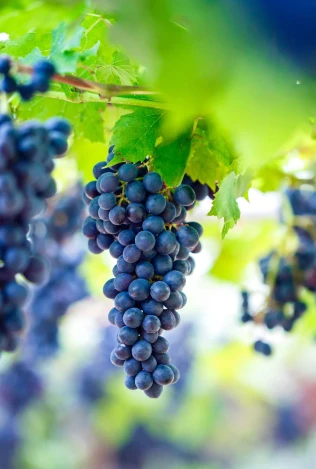 Resveratrol, um poderoso antioxidante